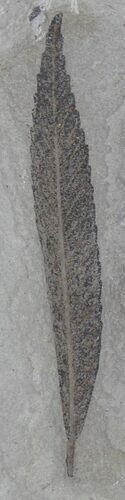 Fossil Cedrelospermum Leaf - Green River Formation #22625